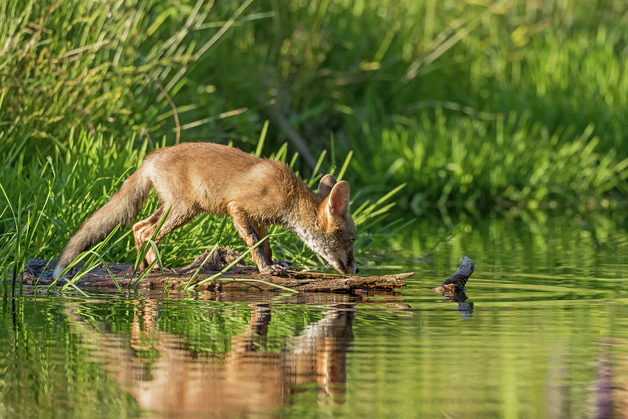 Fox On The Edge Of A Lake Surface Photograph