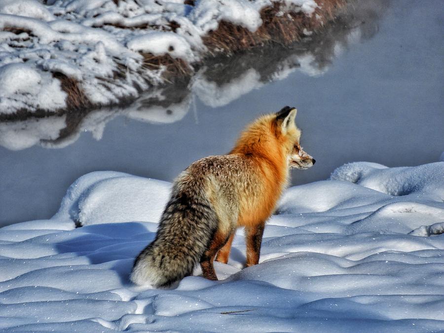 Fox on the Hunt Photograph by Chris Burke