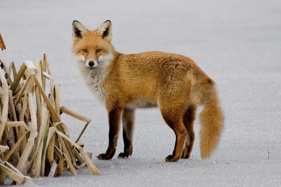Fox On Thin Ice Photograph by Mark Bowen