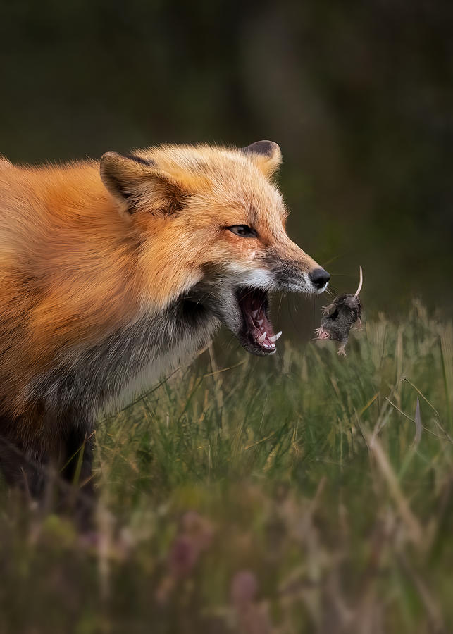 Wildlife Photograph - Fox Playing With Mouse by Hanping Xiao