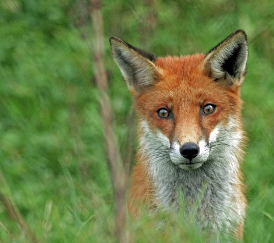 Fox Portrait Photograph by Brett Terry Photography