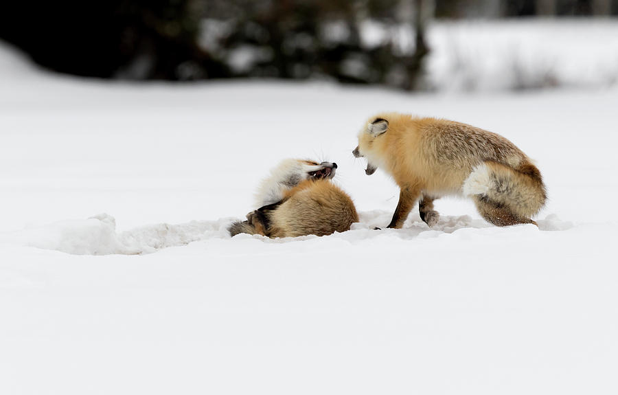 Fox Siblings at play Photograph by Ronnie And Frances Howard