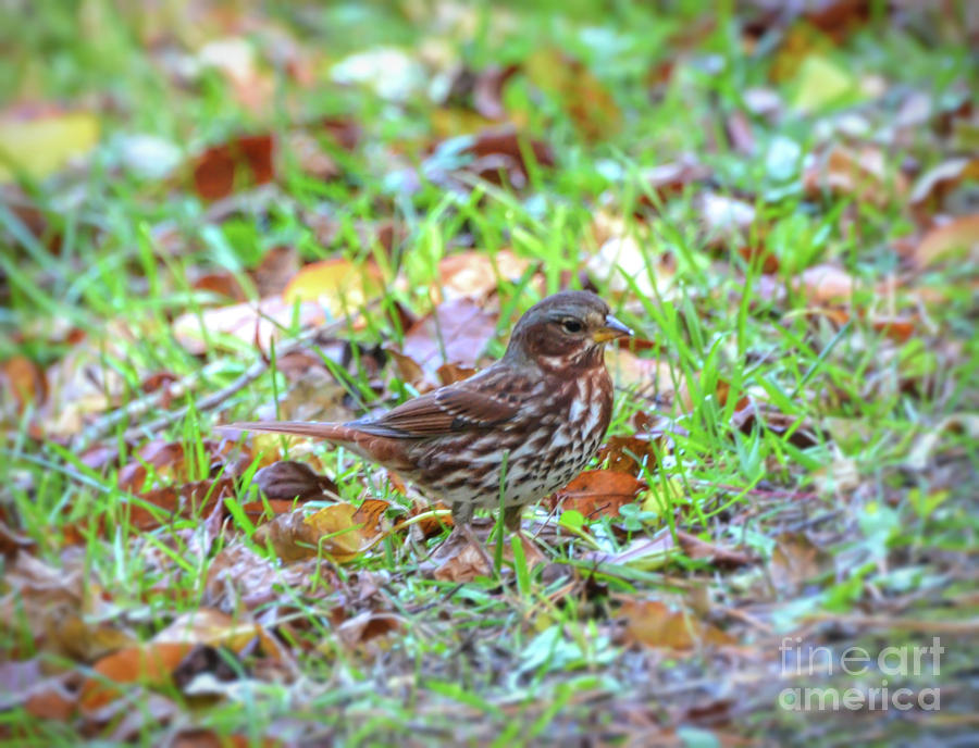 Fox Sparrow In Autumn Leaves Photograph