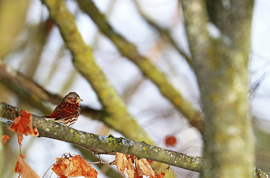 Fox Sparrow In Fall Photograph by Debbie Oppermann