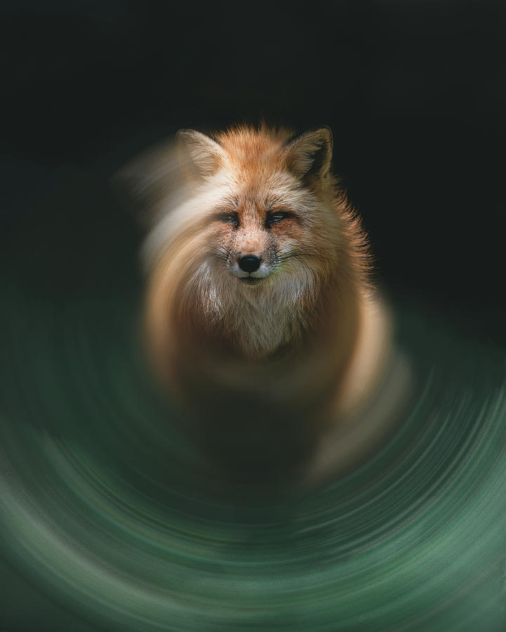 Fox Spin Digital Art by Pelo Blanco Photo