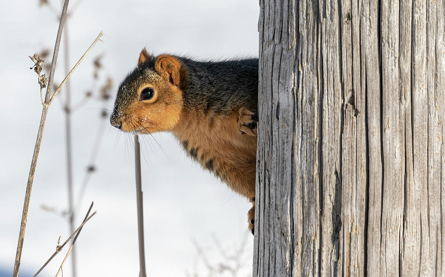 Fox Squirrel 2019 Photograph by Thomas Young