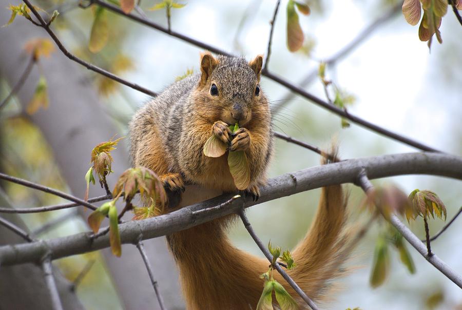 Fox Squirrel Eating Helicopters Photograph by Don Northup