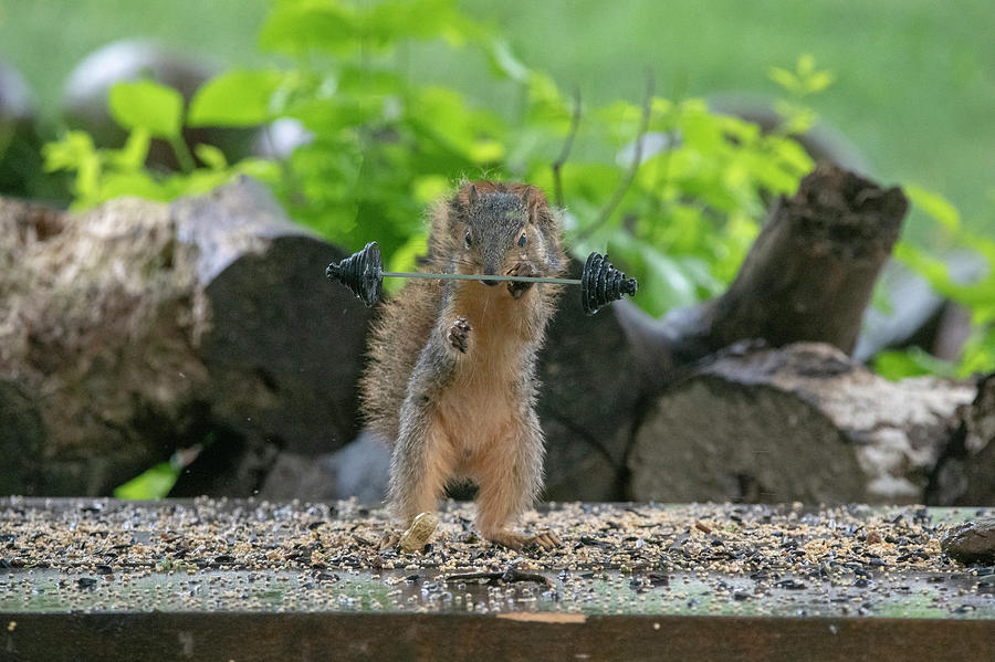 Fox squirrel lifting wights with one hand Photograph by Dan Friend