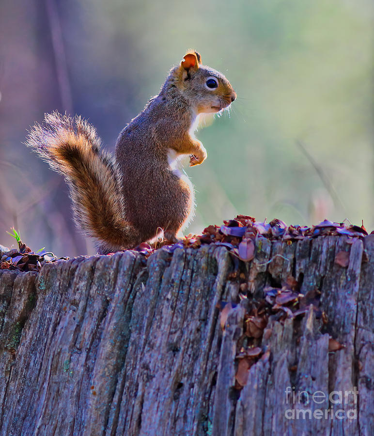 Fox Squirrel Photograph by Steven Parker