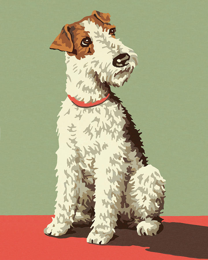 Vintage Drawing - Fox Terrier Dog by CSA Images