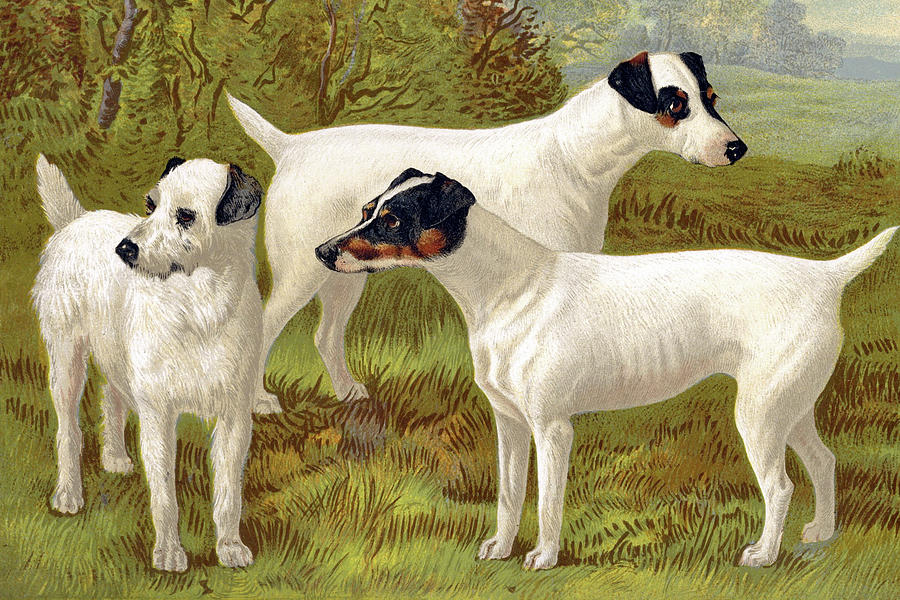 Dog Painting - Fox Terriers by Vero Shaw
