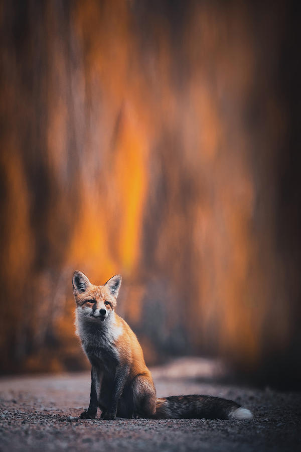 Fox Photograph by ??tianqi