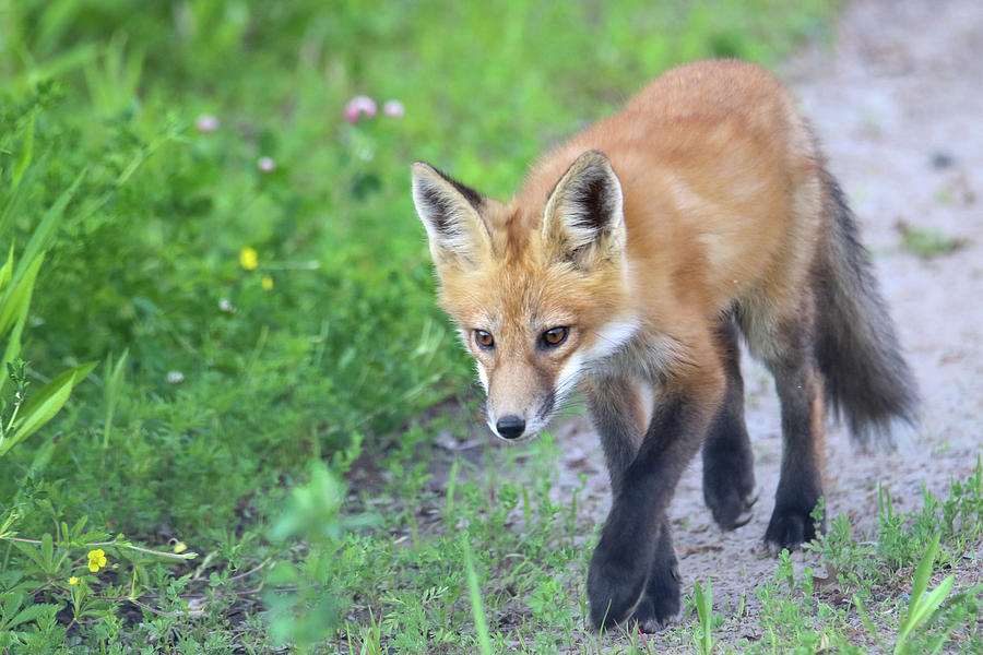 Fox Trot Photograph by Brook Burling