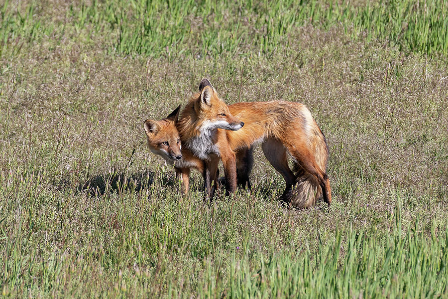 Fox Vixen And Kit End The Day Photograph