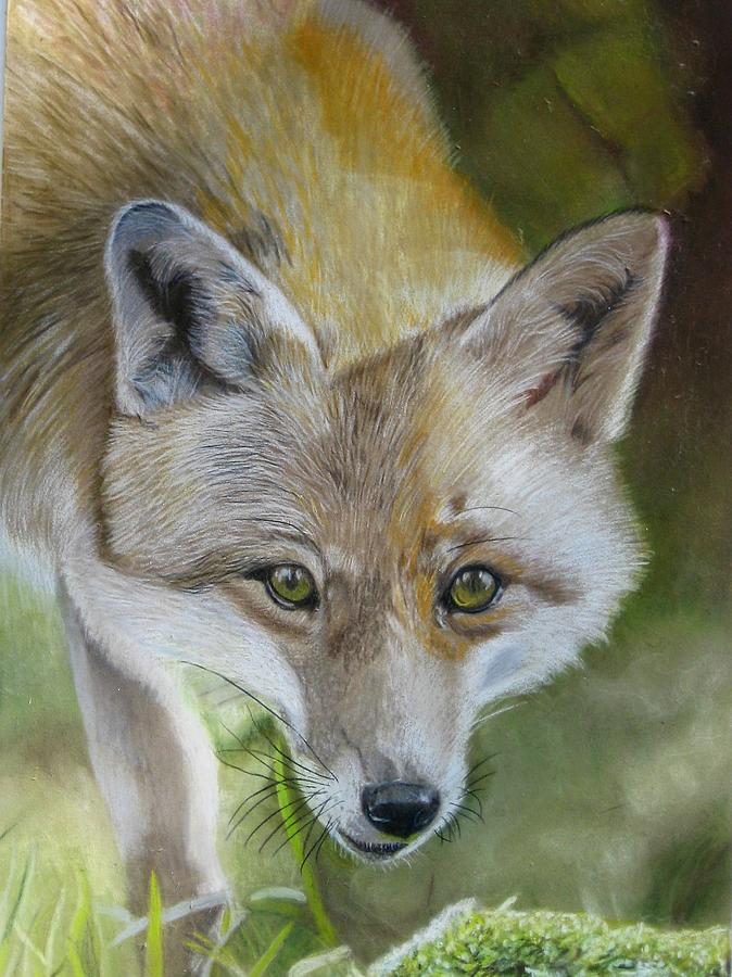 Bengal Fox - Signed Fine Art Print