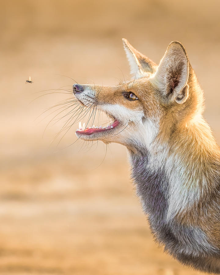 Wildlife Photograph - Fox Vs Horse Fly by Faisal Alnomas