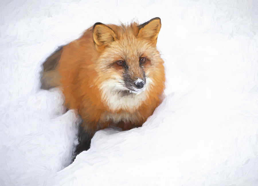 Fox Winter Repose Photograph by Art Cole