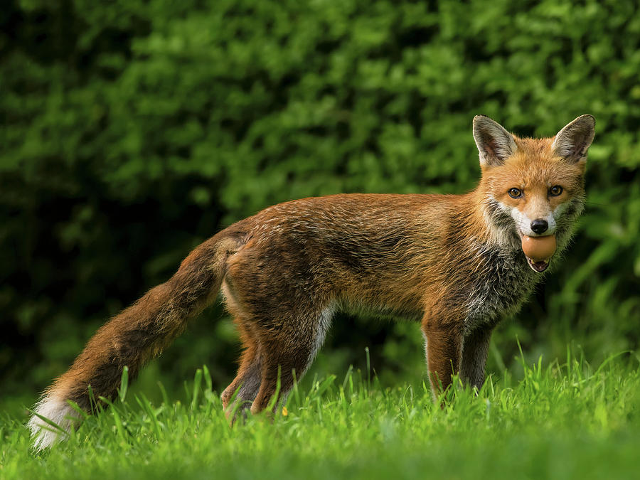 Fox with an egg Photograph by Brent Hardy - Fine Art America