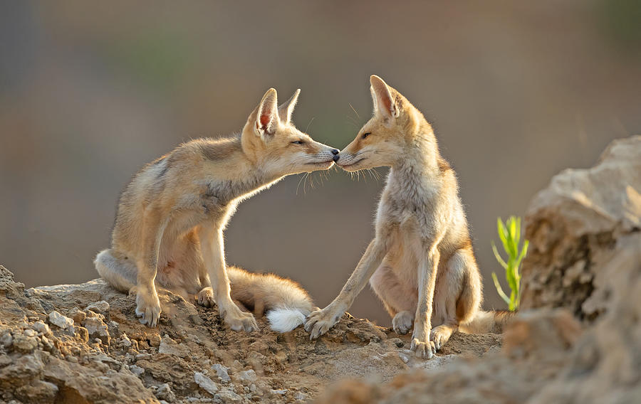 Fox Photograph - Foxes , Kiss by Shlomo Waldmann