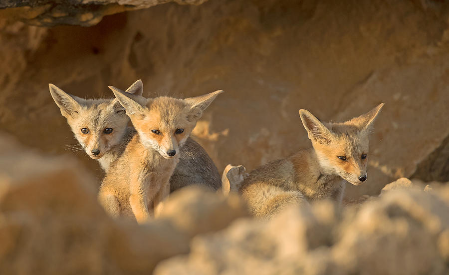 Fox Photograph - Foxes Cubs On Sunset by Shlomo Waldmann