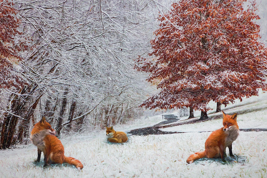 Foxes in Winter White and Red Painting Photograph by Debra and Dave Vanderlaan