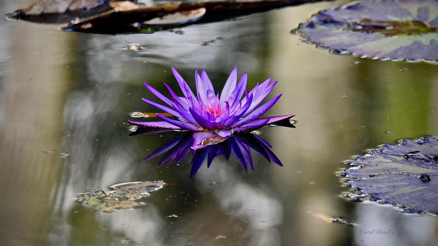 Foxfire Water Lily Photograph by Carol Bradley