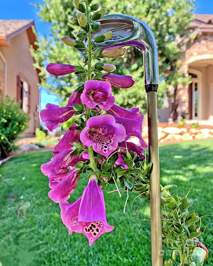 Foxglove On A Golf Club Photograph by Linda Carol Case Foxglove On A Golf Club Photograph by Linda Carol Case