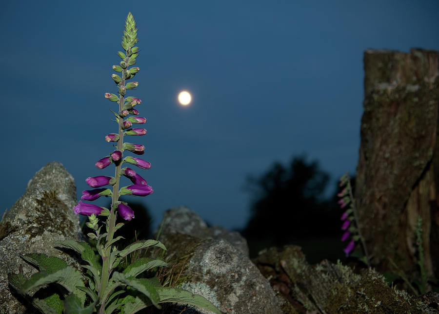Foxglove and Moon Photograph by Helen Jackson