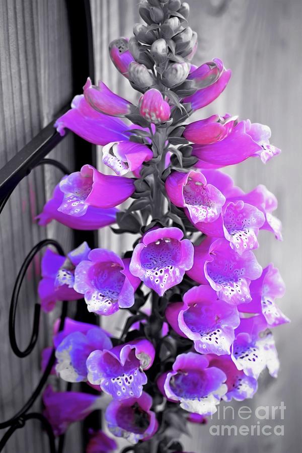 Foxglove by Patti Whitten Foxglove by Patti Whitten