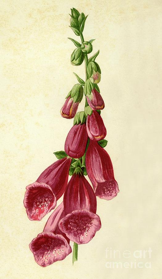 Foxglove Drawing by Print Collector