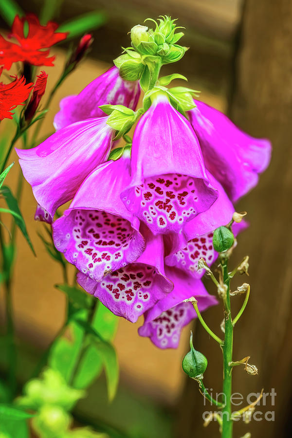 Foxgloves Photograph by Adrian Evans