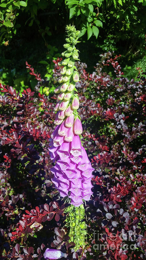 Foxgloves Blooming Photograph