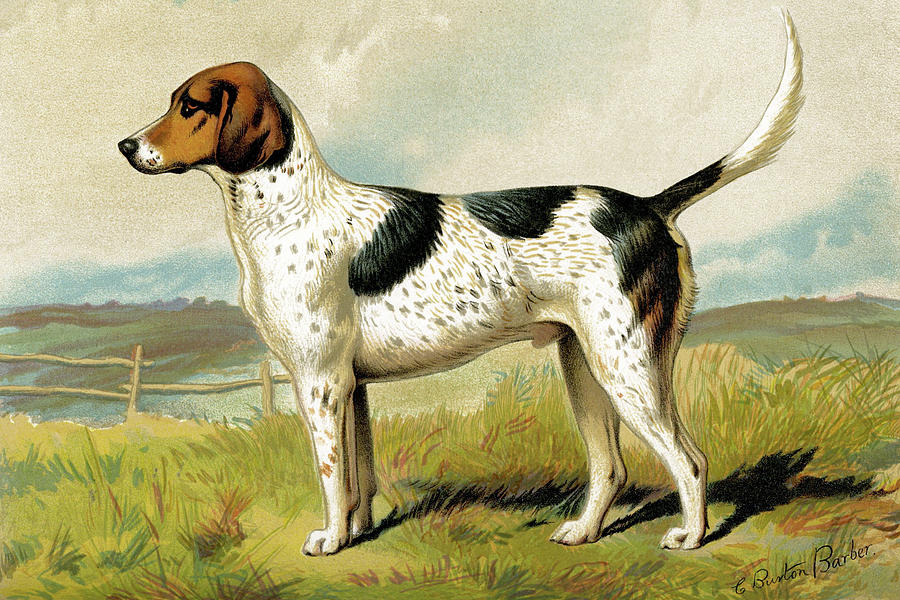 Dog Painting - Foxhound by Vero Shaw