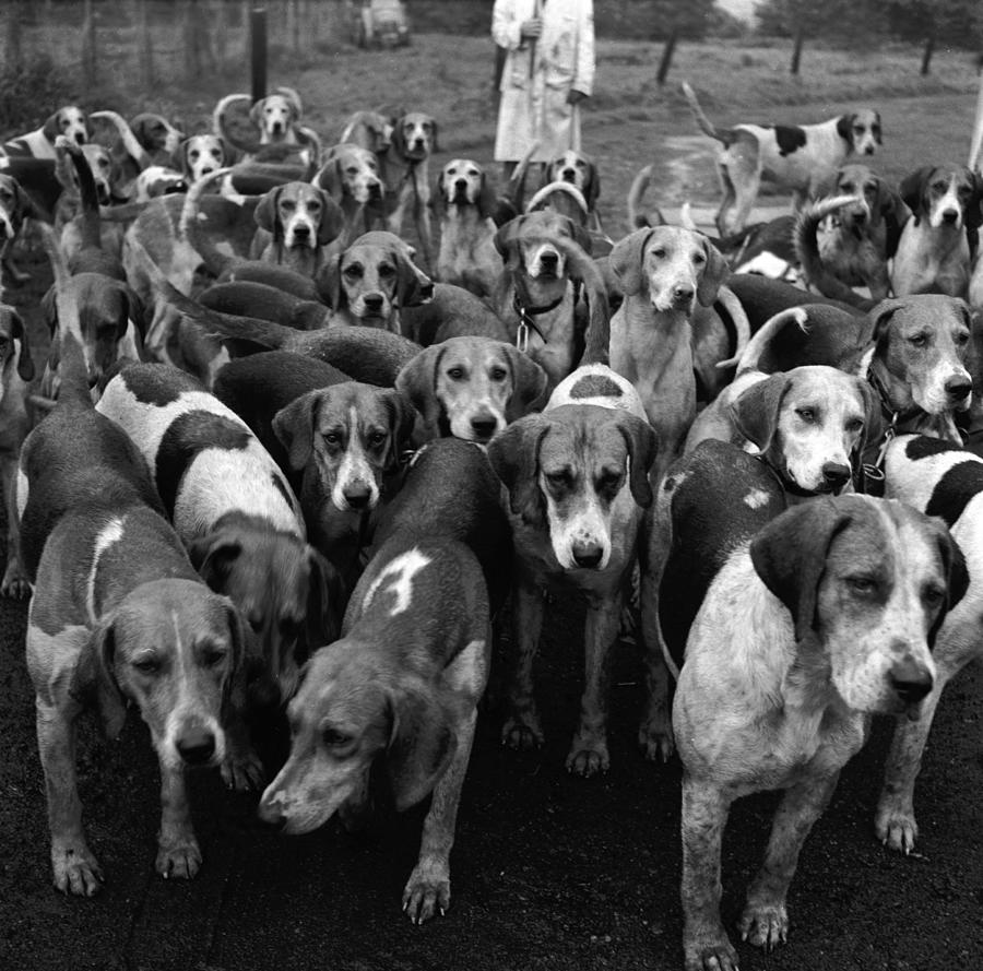 Foxhounds Photograph by Werner Rings