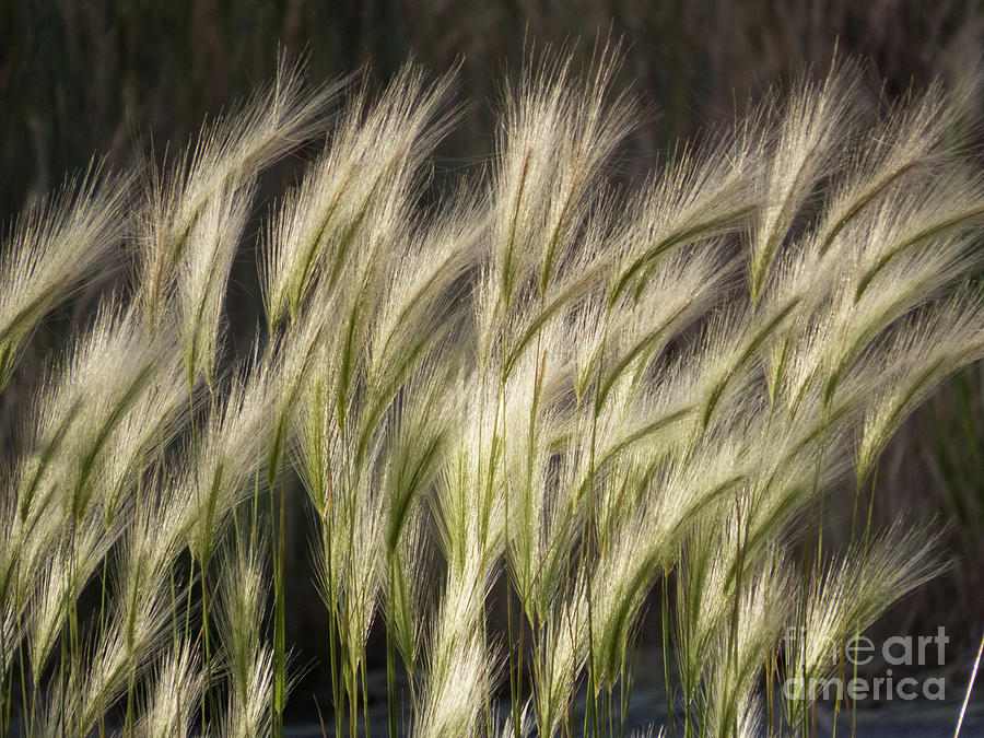 Foxtail Barley Grass Photograph by Christy Garavetto
