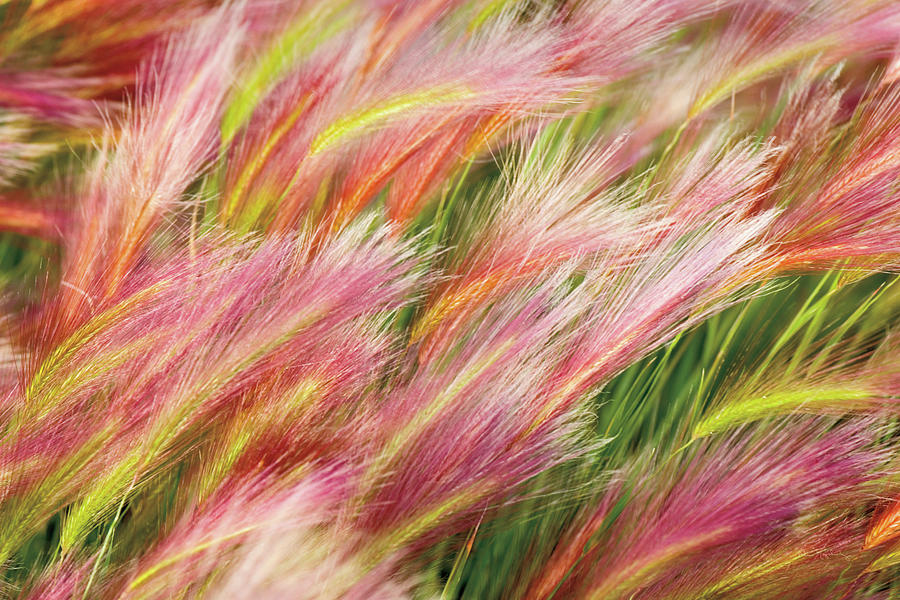 Spring Photograph - Foxtail Barley I by Alan Majchrowicz