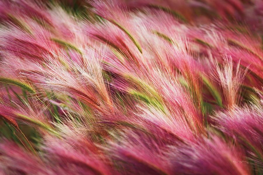 Spring Photograph - Foxtail Barley II by Alan Majchrowicz