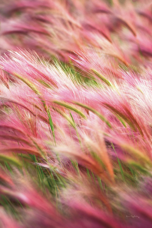 Spring Photograph - Foxtail Barley Iv by Alan Majchrowicz