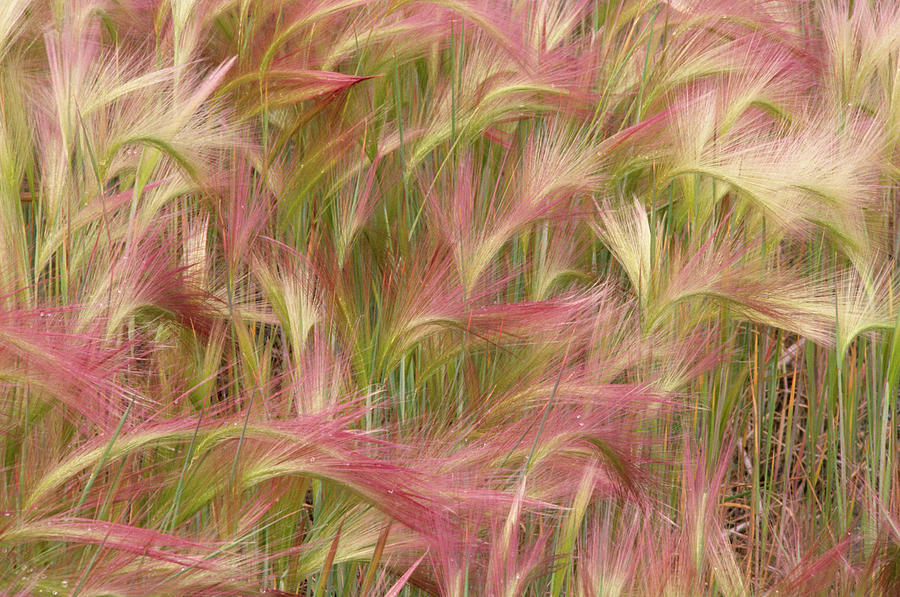 Foxtail Grass Ripe Seedheads  Alaska Photograph by Nhpa
