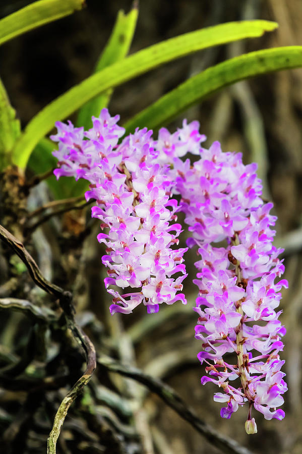 Foxtail orchid closeup Photograph by Vishwanath Bhat