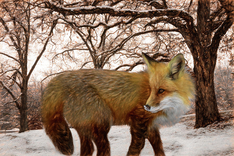 Foxy Closeup Textured Painting Photograph by Debra and Dave Vanderlaan