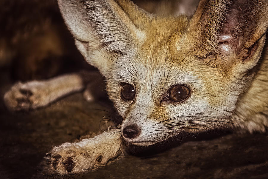 Foxy Eyes .. Photograph by Ahmed Zaeitar - Fine Art America