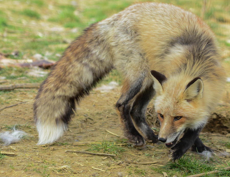 Foxy Photograph by Jim Figgins - Fine Art America