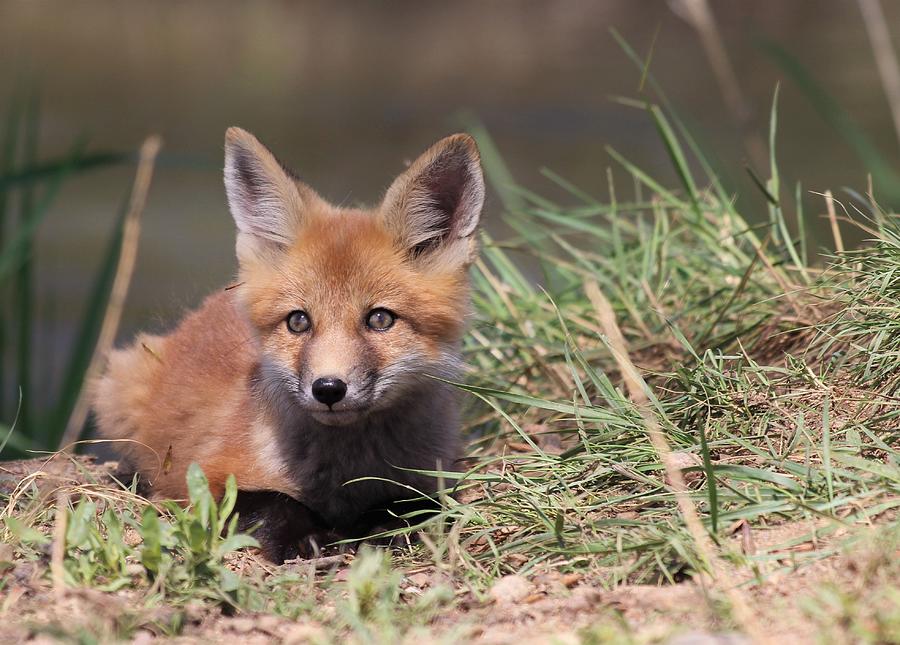 Foxy Photograph by Larry Kniskern