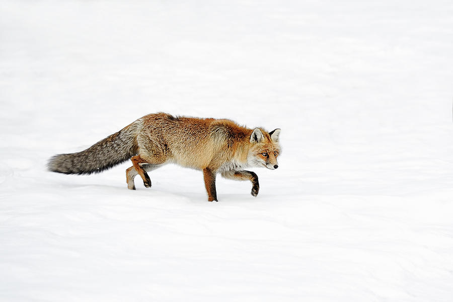 Foxy Photograph by Marco Pozzi