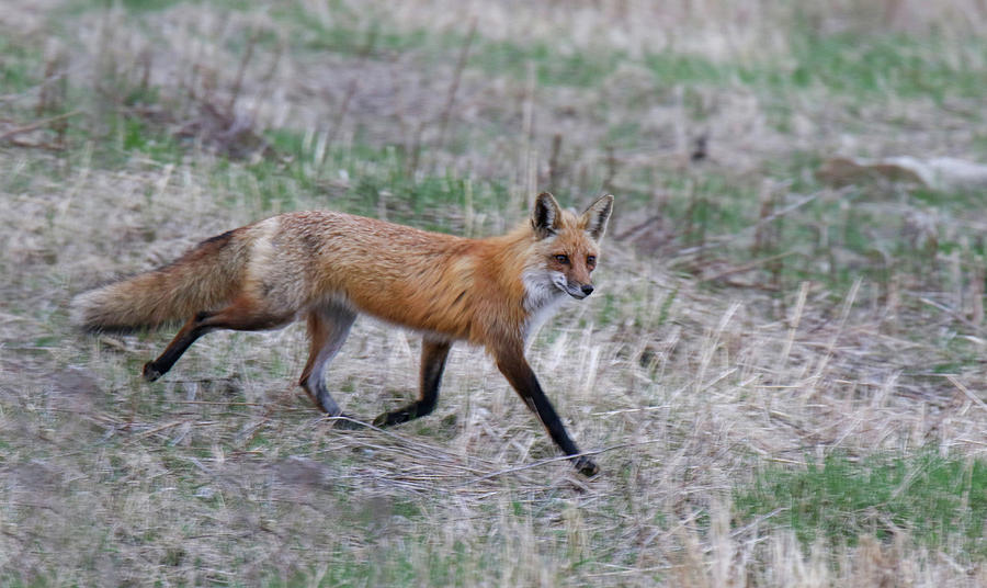 Foxy Run Photograph by Brook Burling