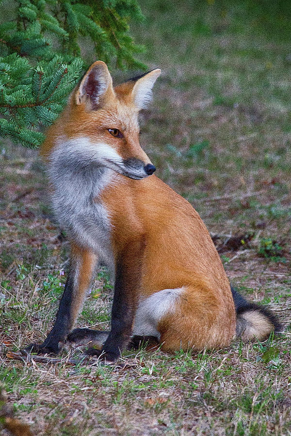 Foxy Photograph by WB Johnston