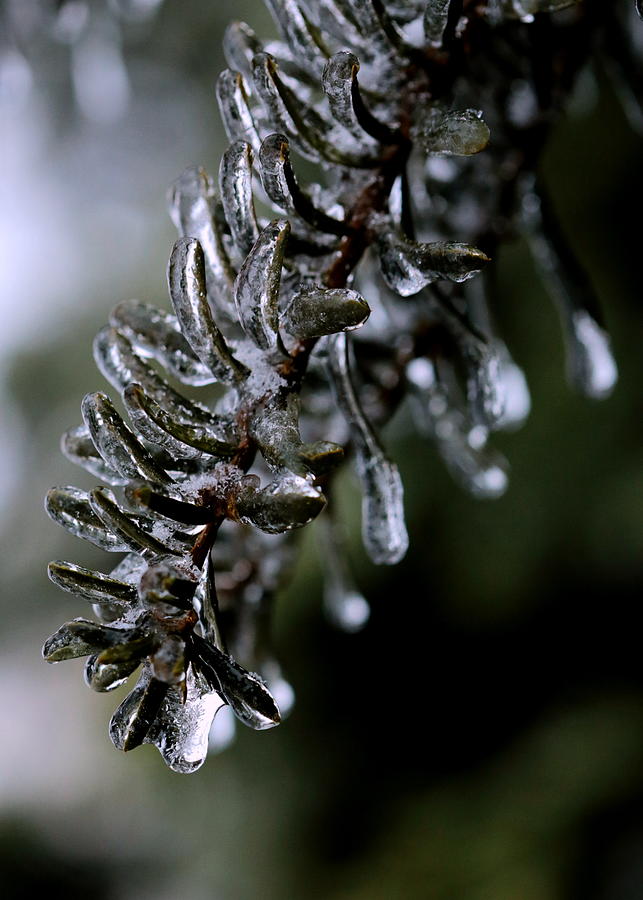 Fozen Pine Photograph by Mark Salamon