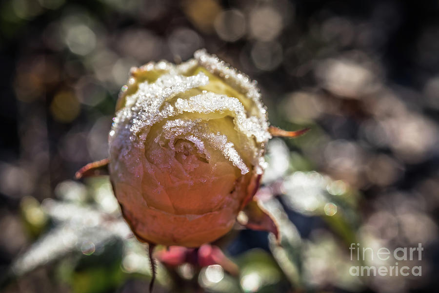 Rose Photograph - Fozen Rose by Eva Lechner