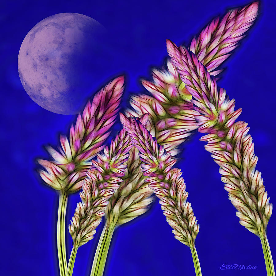 Fractal Wheat under the Moon by Ericamaxine Price Fractal Wheat under the Moon by Ericamaxine Price